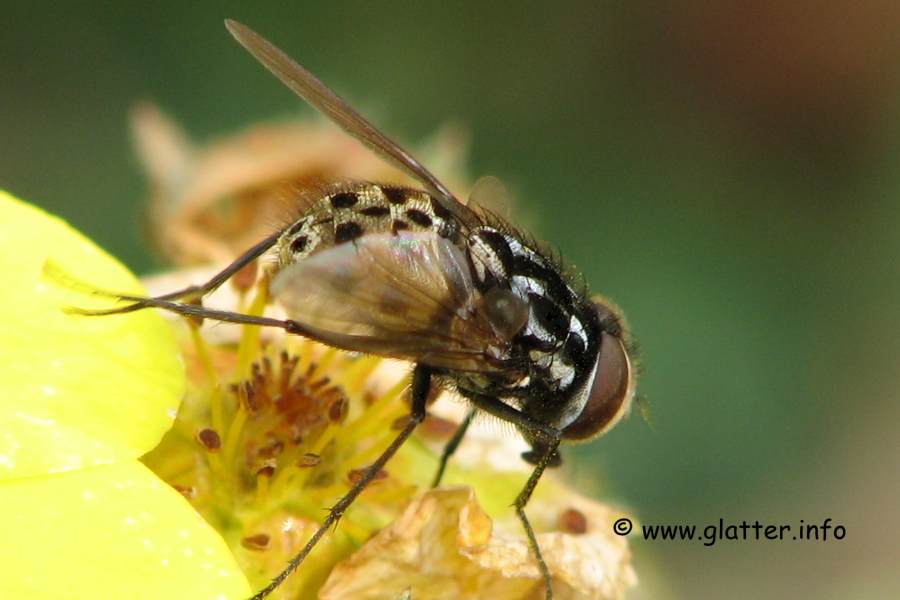 Gefleckte Hausfliege  (Graphomya maculata)